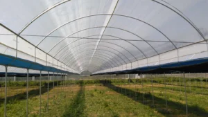 Multi-span film greenhouse