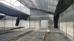 Sawtooth greenhouse