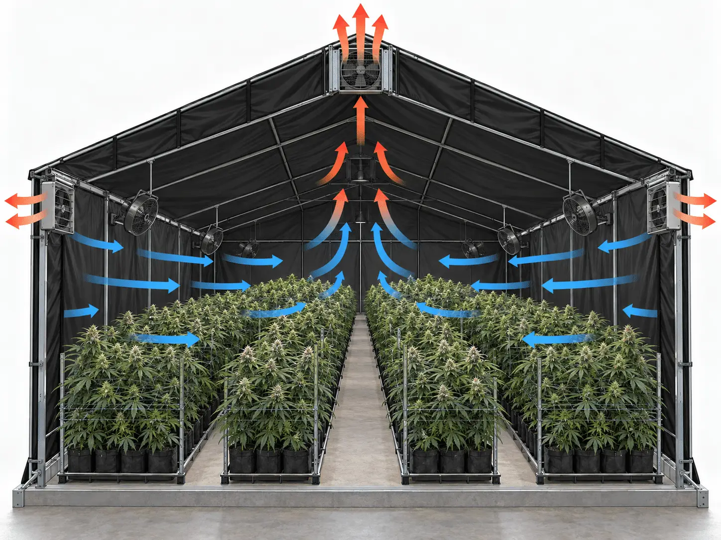 Airflow diagram showing circulation and exhaust ventilation pathways inside a cannabis greenhouse during blackout